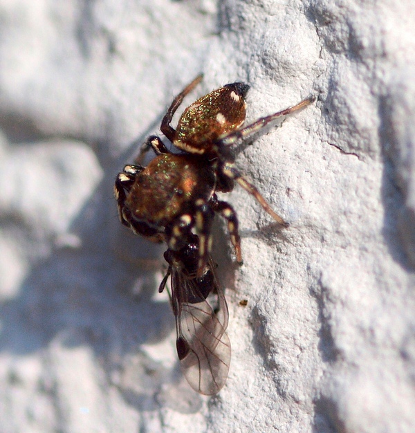 Heliophanus cf. kochii